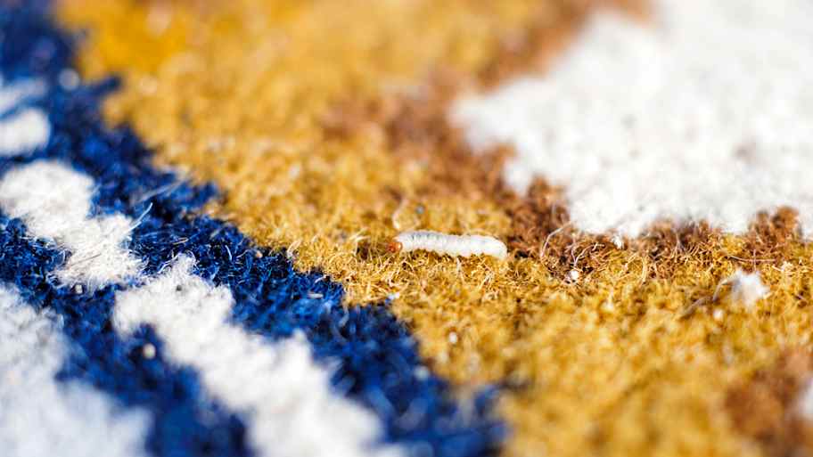 Close-up of a moth larva on a blue and yellow carpet  